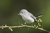 Image. Blue-grey Gnatcatcher