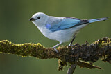 Image. Blue-grey Tanager
