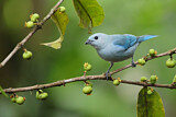 Image. Blue-grey Tanager