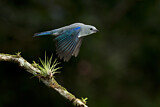 Image. Blue-grey Tanager