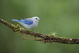 Image. Blue-grey Tanager