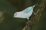Image. Blue-grey Tanager