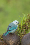 Image. Blue-grey Tanager