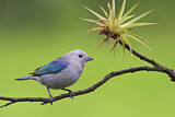 Image. Blue-grey Tanager