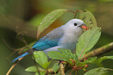 Image. Blue-grey Tanager