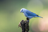 Image. Blue-grey Tanager