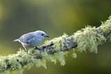 Image. Blue-grey Tanager