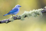 Image. Blue-grey Tanager