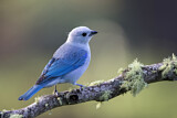 Image. Blue-grey Tanager