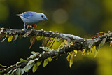 Image. Blue-grey Tanager