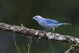 Image. Blue-grey Tanager
