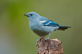 Image. Blue-grey Tanager
