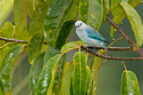 Image. Blue-grey Tanager