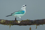 Image. Blue-grey Tanager