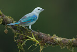 Image. Blue-grey Tanager
