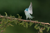 Image. Blue-grey Tanager