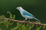 Image. Blue-grey Tanager