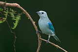 Image. Blue-grey Tanager