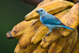 Image. Blue-grey Tanager