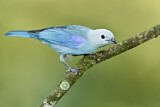 Image. Blue-grey Tanager