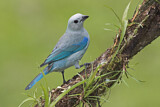Image. Blue-grey Tanager