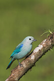 Image. Blue-grey Tanager