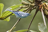 Image. Blue-grey Tanager