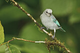 Image. Blue-grey Tanager