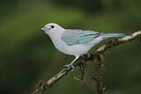 Image. Blue-grey Tanager
