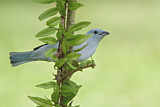 Image. Blue-grey Tanager