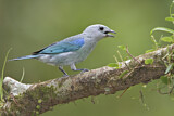 Image. Blue-grey Tanager