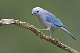 Image. Blue-grey Tanager