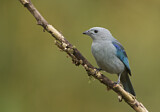 Image. Blue-grey Tanager