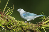 Image. Blue-grey Tanager