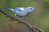 Image. Blue-grey Tanager
