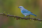 Image. Blue-grey Tanager