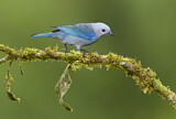 Image. Blue-grey Tanager