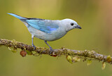 Image. Blue-grey Tanager