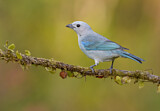 Image. Blue-grey Tanager