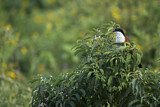 Image. Blue-headed Coucal