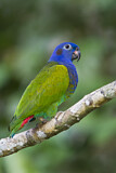 Image. Blue-headed Parrot