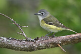 Image. Blue-headed Vireo