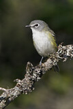 Image. Blue-headed Vireo