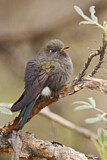 Image. Blue-mantled Thornbill