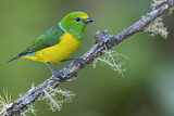 Image. Blue-naped Chlorophonia