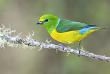 Image. Blue-naped Chlorophonia