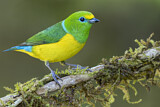 Image. Blue-naped Chlorophonia