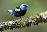 Image. Blue-necked Tanager
