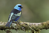Image. Blue-necked Tanager