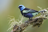 Image. Blue-necked Tanager